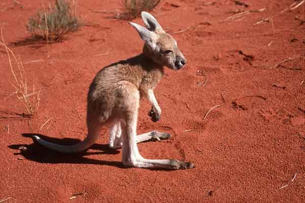Cutest Kangaroo